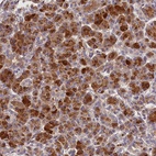 Anti-ARMC6 Antibody