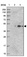 Anti-ARMC6 Antibody