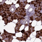 Anti-C15orf57 Antibody