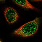 Immunofluorescent staining of human cell line U-2 OS shows localization to nuclear speckles & vesicles.