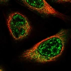 Immunofluorescent staining of human cell line U-2 OS shows localization to nuclear speckles & vesicles.