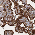 Immunohistochemical staining of human placenta shows strong cytoplasmic positivity in trophoblastic cells.