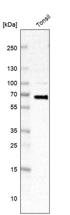 Western blot analysis in human tonsil tissue.
