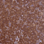 Anti-VWA3A Antibody
