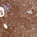 Immunohistochemical staining of human liver using Anti-TCF25 antibody HPA041699.