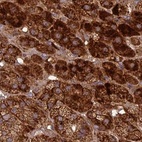 Immunohistochemical staining of human adrenal gland using Anti-TCF25 antibody HPA041699.