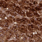 Immunohistochemical staining of human adrenal gland using Anti-TCF25 antibody HPA041699.