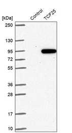 Western blot analysis in control (vector only transfected HEK293T lysate) and TCF25 over-expression lysate (Co-expressed with a C-terminal myc-DDK tag (~3.1 kDa) in mammalian HEK293T cells, LY414869).