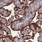 Anti-BLVRB Antibody