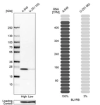 Western blot analysis in human cell lines A-549 and U-251MG using Anti-BLVRB antibody. Corresponding BLVRB RNA-seq data are presented for the same cell lines. Loading control: Anti-GAPDH.