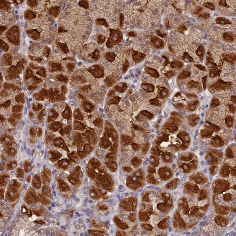 Anti-NUBP2 Antibody