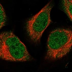 Immunofluorescent staining of human cell line U-2 OS shows localization to nucleus & cytosol.
