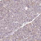 Immunohistochemical staining of human pancreas shows very weak cytoplasmic positivity in exocrine glandular cells.