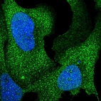 Immunofluorescent staining of human cell line U-2 OS shows localization to nucleus & cytosol.