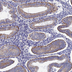 Anti-PIGU Antibody