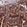 Anti-CCDC124 Antibody
