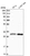 Anti-CCDC124 Antibody