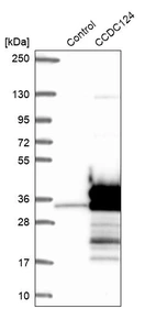 Western blot analysis in control (vector only transfected HEK293T lysate) and CCDC124 over-expression lysate (Co-expressed with a C-terminal myc-DDK tag (~3.1 kDa) in mammalian HEK293T cells, LY408696).