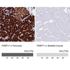 Anti-FKBP11 Antibody