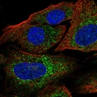 Immunofluorescent staining of human cell line U-2 OS shows localization to mitochondria.