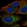 Anti-CCDC184 Antibody