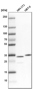 Western blot analysis in mouse cell line NIH-3T3 and rat cell line NBT-II.