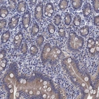 Immunohistochemical staining of human small intestine shows weak cytoplasmic positivity in glandular cells.