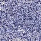 Immunohistochemical staining of human lymph node shows no positivity in non-germinal center cells as expected.