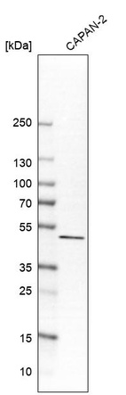 Western blot analysis in human cell line CAPAN-2.