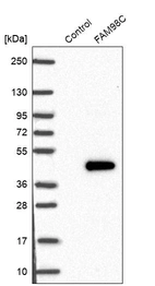 Western blot analysis in control (vector only transfected HEK293T lysate) and FAM98C over-expression lysate (Co-expressed with a C-terminal myc-DDK tag (~3.1 kDa) in mammalian HEK293T cells, LY406389).