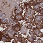 Anti-PLA2G15 Antibody