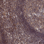 Immunohistochemical staining of human lymph node shows weak to moderate cytoplasmic positivity in non-germinal center cells.