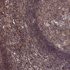Immunohistochemical staining of human lymph node shows weak to moderate cytoplasmic positivity in non-germinal center cells.