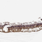 Anti-NPVF Antibody