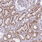 Anti-CD3EAP Antibody