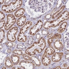 Anti-CD3EAP Antibody