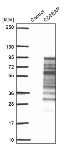 Western blot analysis in control (vector only transfected HEK293T lysate) and CD3EAP over-expression lysate (Co-expressed with a C-terminal myc-DDK tag (~3.1 kDa) in mammalian HEK293T cells, LY415980).