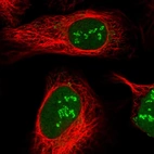 Immunofluorescent staining of human cell line U-2 OS shows localization to nucleus, nucleoli fibrillar center & mitochondria.
