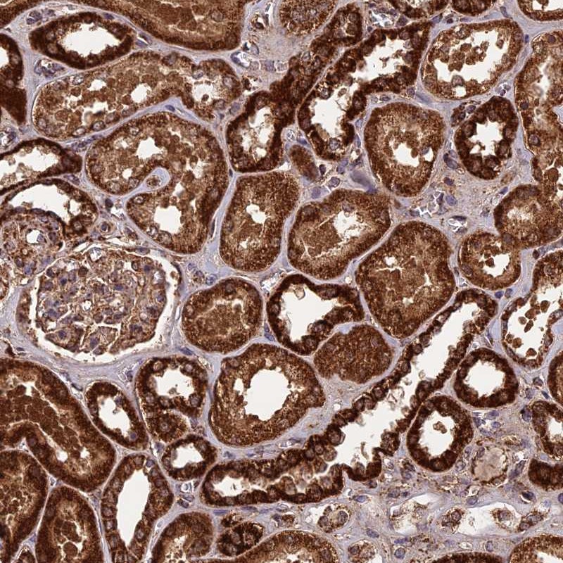 Anti-CCDC15 Antibody