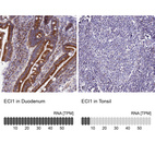 Anti-ECI1 Antibody