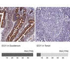 Anti-ECI1 Antibody