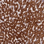 Immunohistochemical staining of human liver shows strong granular cytoplasmic positivity in hepatocytes.
