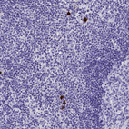 Immunohistochemical staining of human lymph node shows strong cytoplasmic positivity in a small subset of non-germinal center cells.