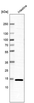Western blot analysis in human small intestine tissue.