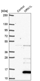 Western blot analysis in control (vector only transfected HEK293T lysate) and NRN1L over-expression lysate (Co-expressed with a C-terminal myc-DDK tag (~3.1 kDa) in mammalian HEK293T cells, LY404931).
