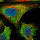 Immunofluorescent staining of human cell line U-2 OS shows localization to plasma membrane & cytosol.