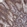 Anti-SMG9 Antibody
