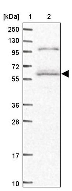 Anti-SMG9 Antibody