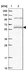 Anti-SMG9 Antibody