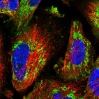 Immunofluorescent staining of human cell line U-251 MG shows localization to cytosol & mitochondria.